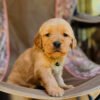 LEO (8WEEKS MALE)