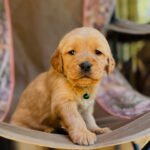 9D403D95-D7BB-4E90-9343-5F89E5AEA940 LEO (8WEEKS MALE)