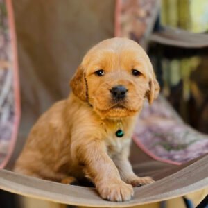 9D403D95-D7BB-4E90-9343-5F89E5AEA940 LEO (8WEEKS MALE)