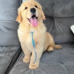 photo_2025-11-10_22-28-08 LEO (8WEEKS MALE)