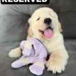 photo_2025-11-10_21-54-19 ELI (8WEEKS FEMALE)