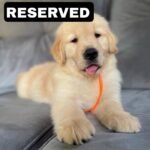 photo_2025-11-10_21-55-02 KODA (8WEEKS MALE)