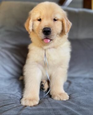 photo_2025-11-10_22-31-48 Jack (8WEEKS MALE)