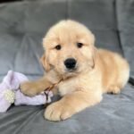 photo_2025-11-10_22-33-03 Charlie (8WEEKS MALE)