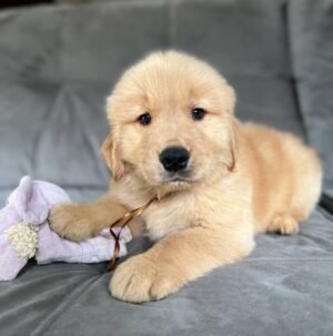 photo_2025-11-10_22-33-03 Charlie (8WEEKS MALE)