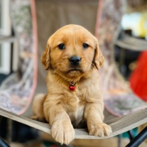 781E723A-1D38-4384-BF94-B5D11F4997C6 MR BROWN (7 WEEKS MALE)