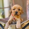 MAX (6 WEEKS MALE)